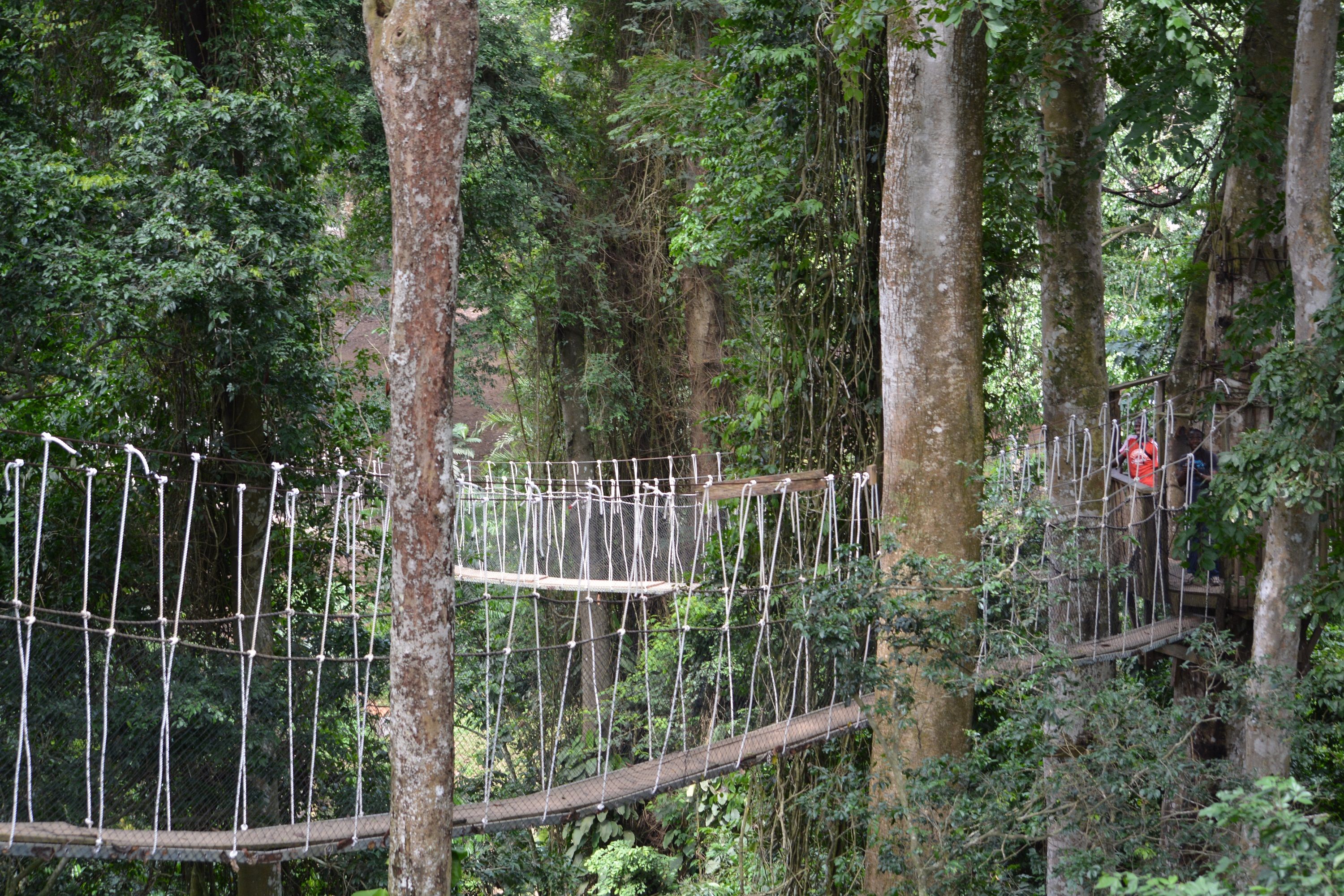 Photograph of Bunso Arboretum